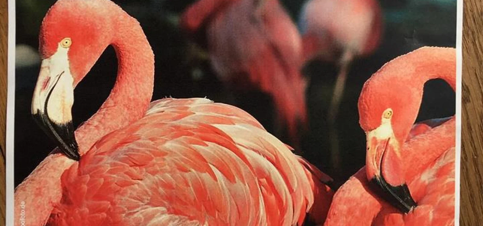 Bild zum Thema: Läuft für die Flamingos